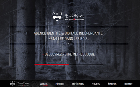 Black Raccoon - Wild Identity