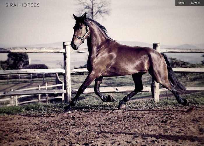 Sirai Horses
