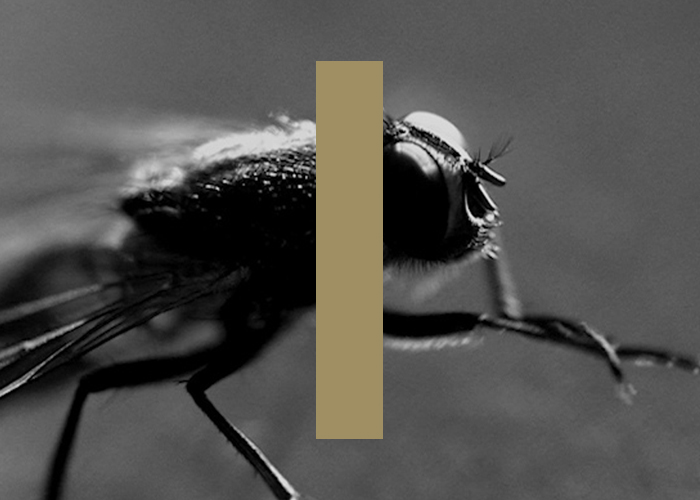 Asomasede