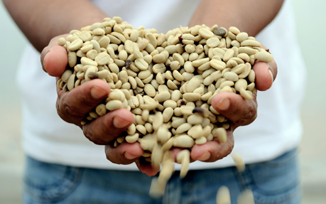 illy Sustainable Value Report